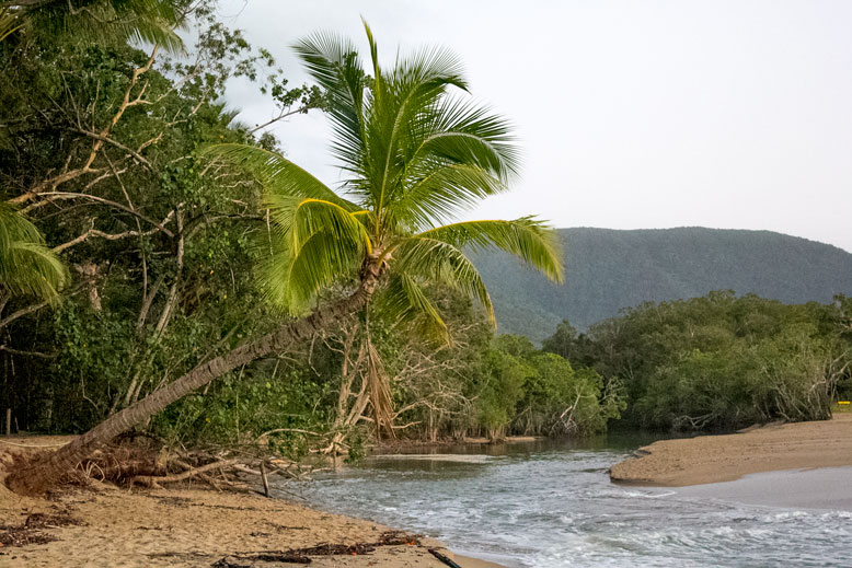 Palm Tree at Kewarra Beach